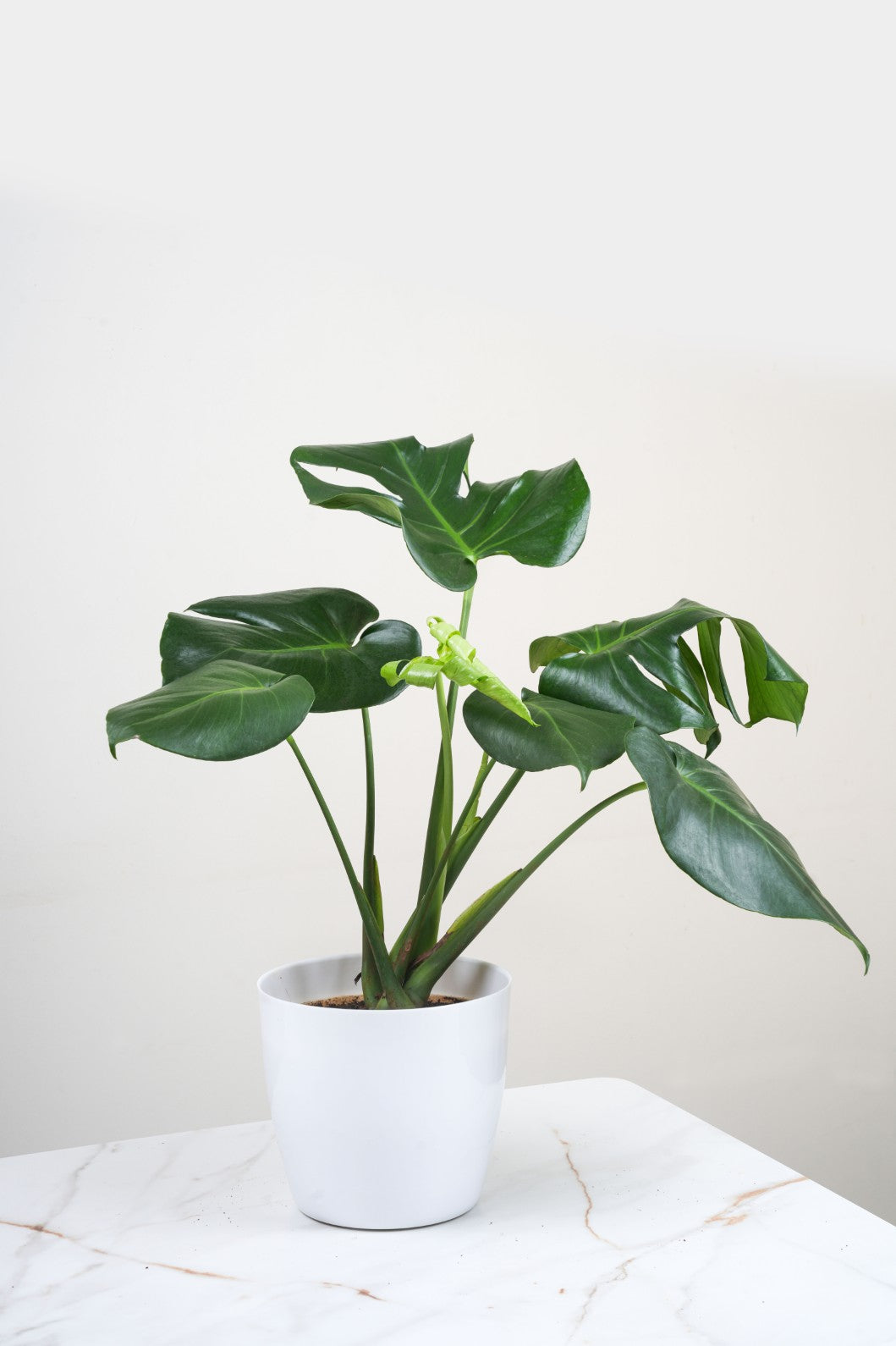 Monstera  Deliciosa