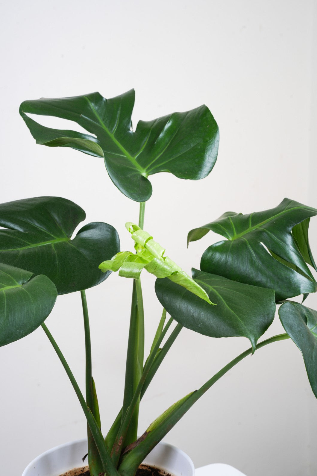 Monstera  Deliciosa
