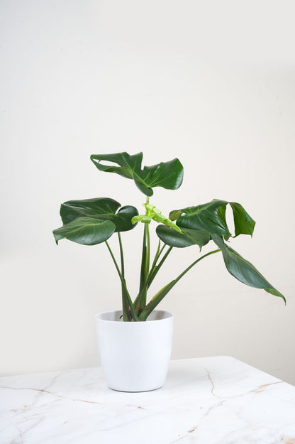 Monstera  Deliciosa