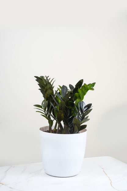 ZZ plant - Zamioculcas zamiifolia 'Raven