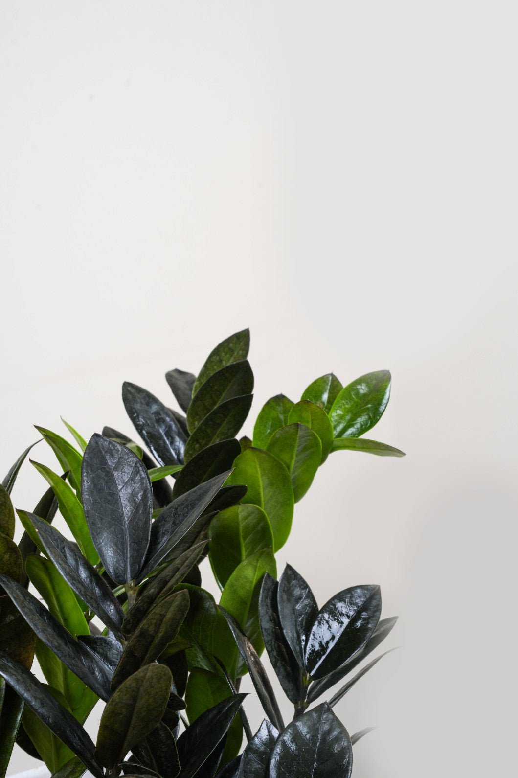 ZZ plant - Zamioculcas zamiifolia 'Raven