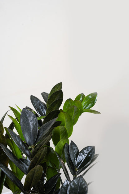 ZZ plant - Zamioculcas zamiifolia 'Raven