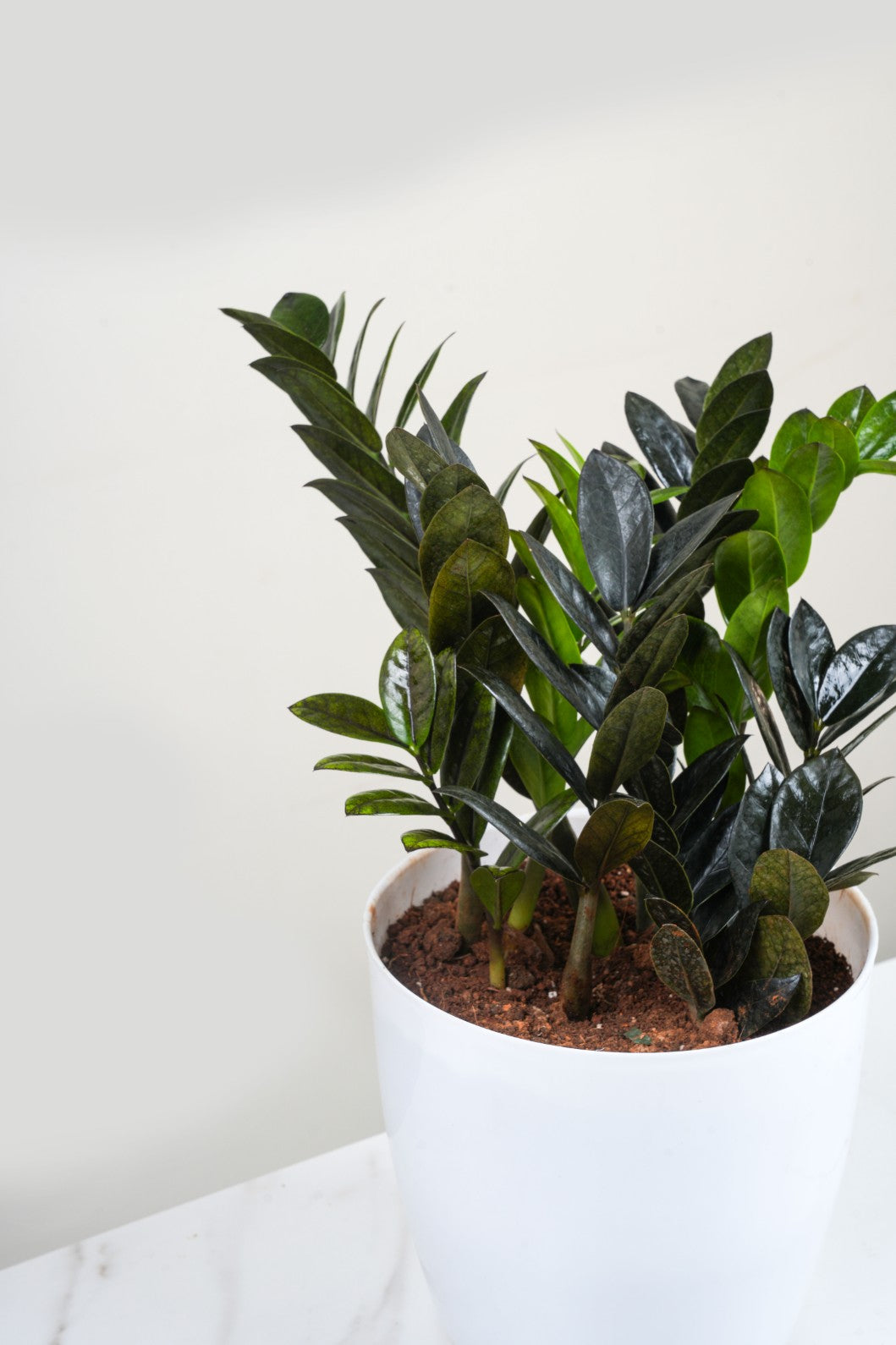 ZZ plant - Zamioculcas zamiifolia 'Raven