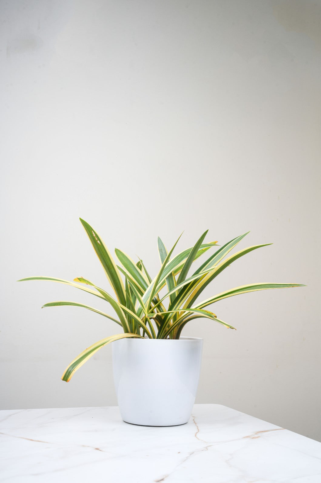 Variegated Spider Lily – Hymenocallis Littoralis Variegata