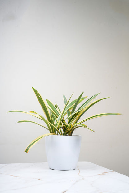 Variegated Spider Lily – Hymenocallis Littoralis Variegata