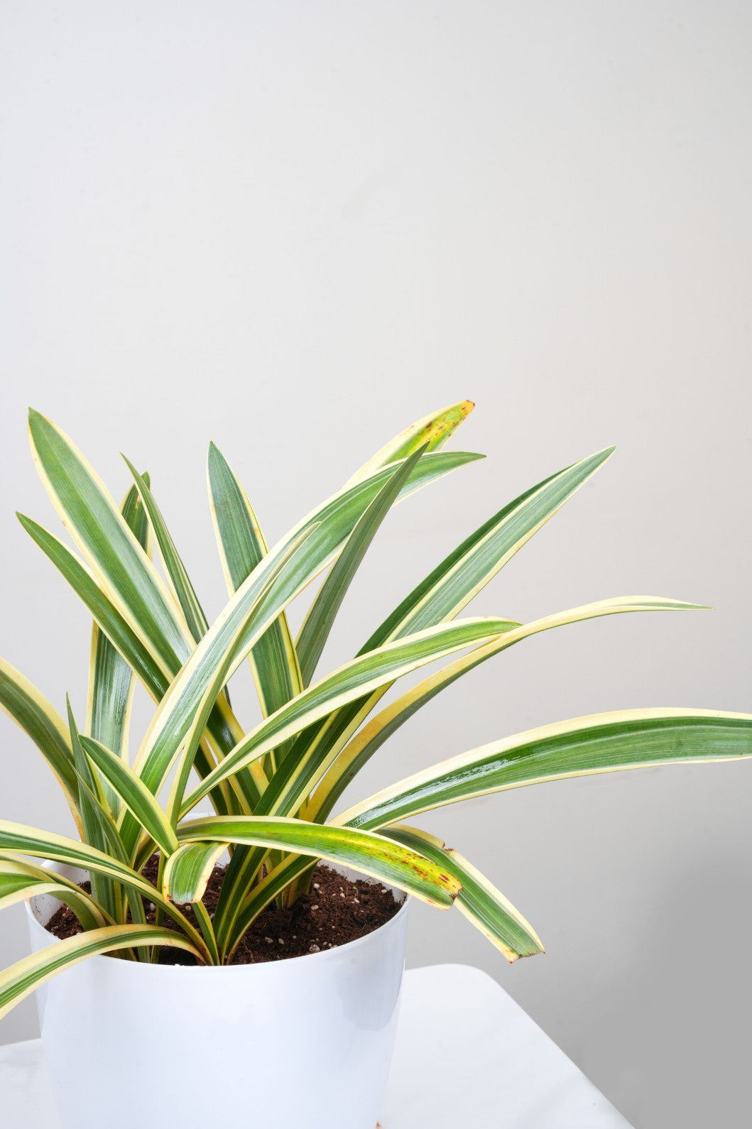 Variegated Spider Lily – Hymenocallis Littoralis Variegata