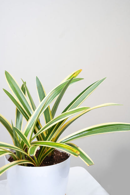 Variegated Spider Lily – Hymenocallis Littoralis Variegata