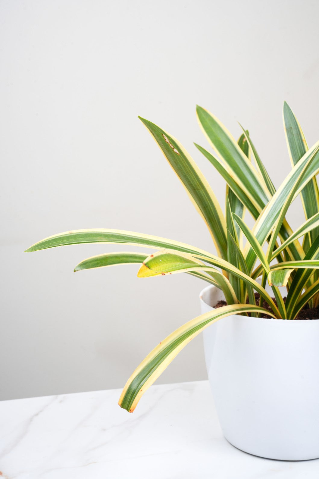 Variegated Spider Lily – Hymenocallis Littoralis Variegata