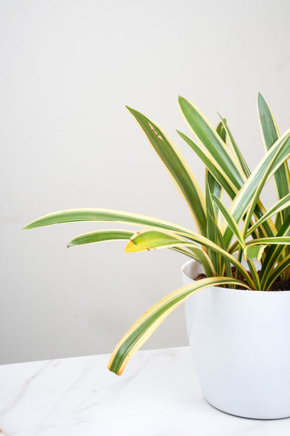 Variegated Spider Lily – Hymenocallis Littoralis Variegata