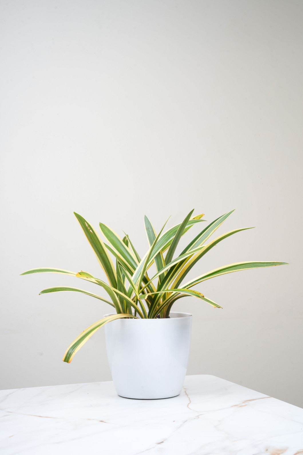 Variegated Spider Lily – Hymenocallis Littoralis Variegata