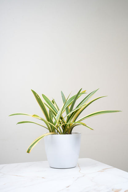 Variegated Spider Lily – Hymenocallis Littoralis Variegata