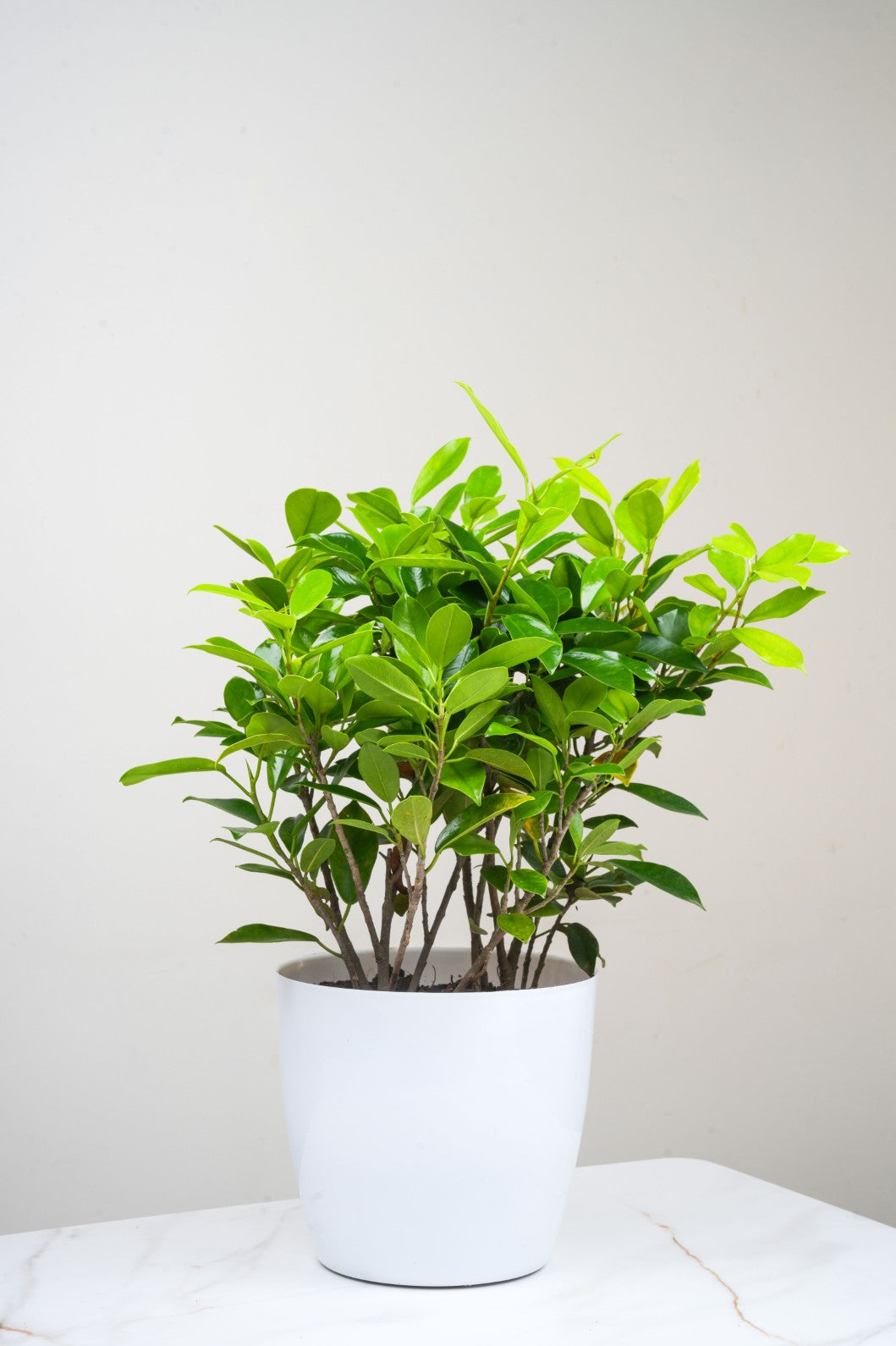 Ficus Panda - Indian Laurel Fig