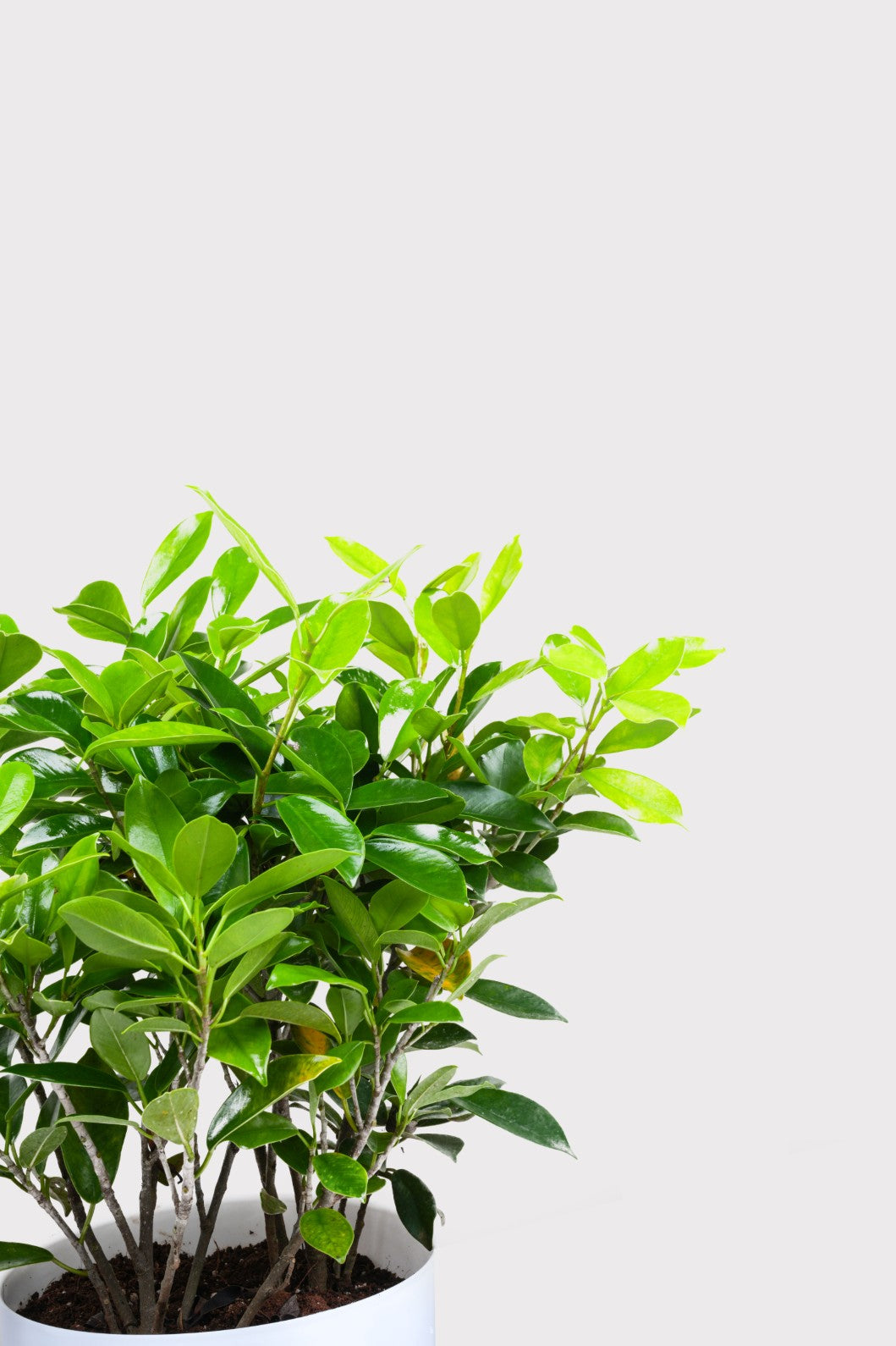 Ficus Panda - Indian Laurel Fig