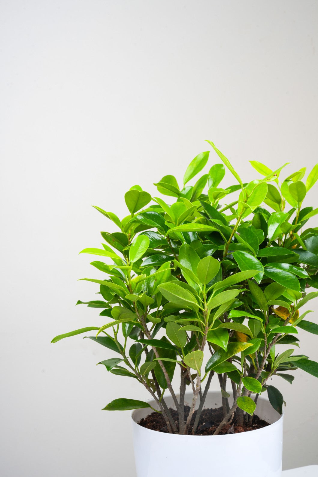 Ficus Panda - Indian Laurel Fig