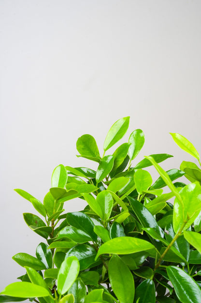 Ficus Panda - Indian Laurel Fig