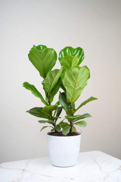 Ficus Layrata