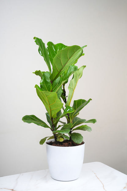 Ficus Layrata