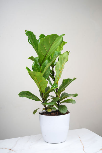 Ficus Layrata