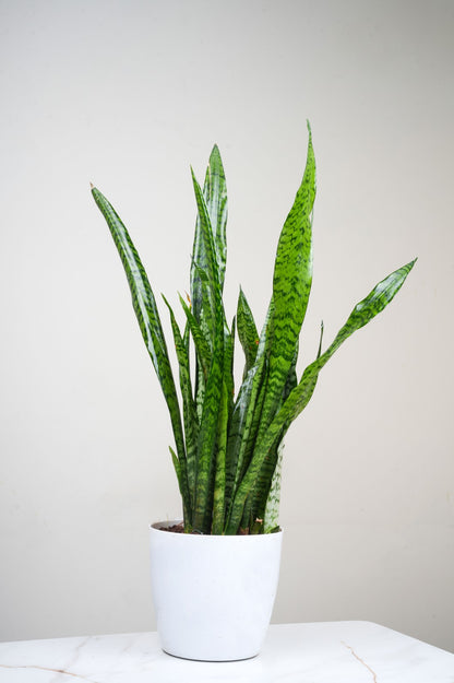 Snake Plant - Sansevieria trifasciata