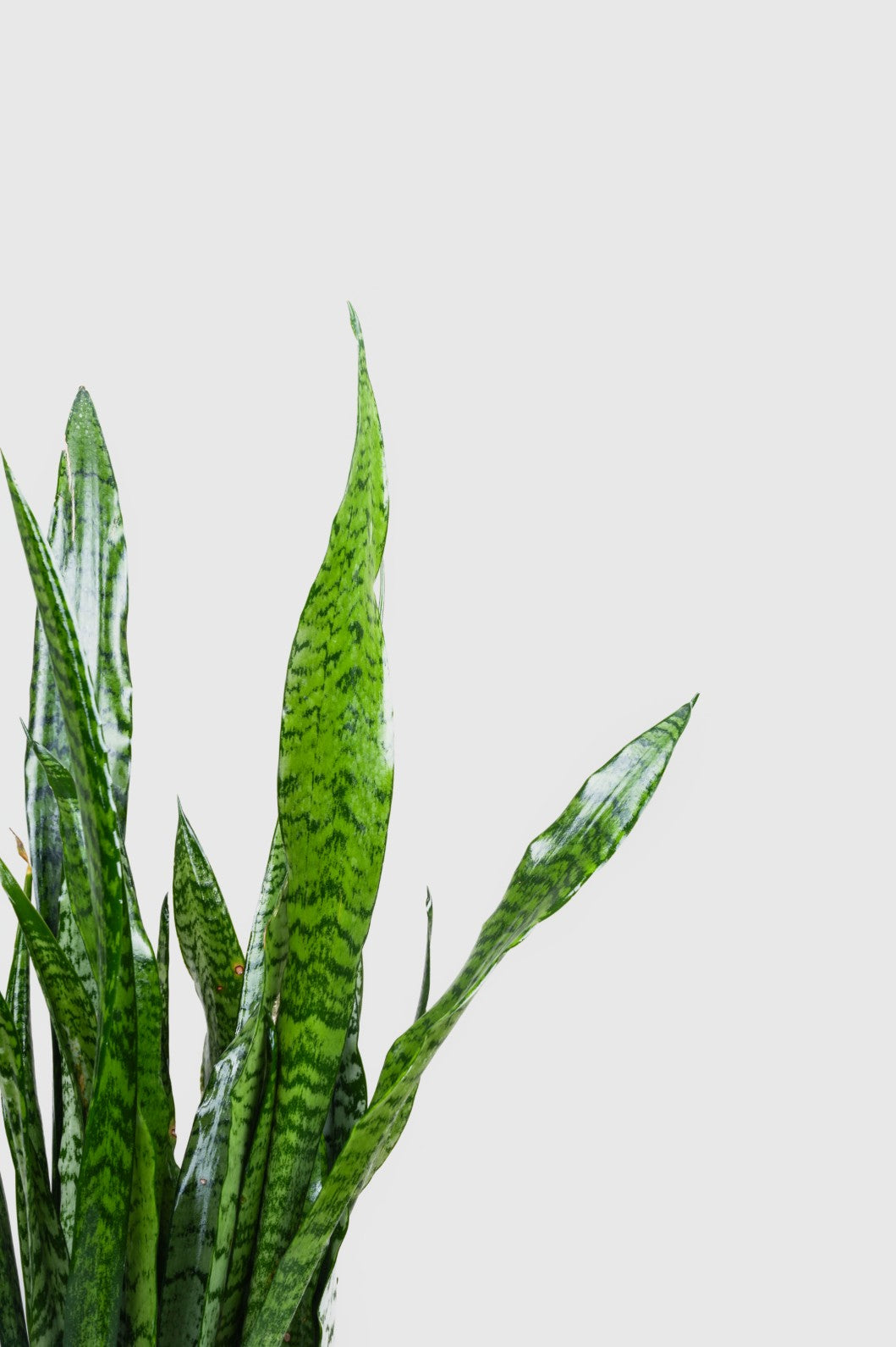 Snake Plant - Sansevieria trifasciata