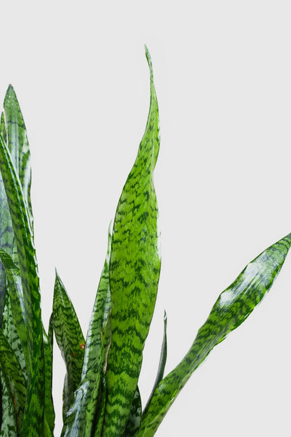 Snake Plant - Sansevieria trifasciata