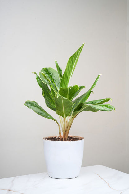 Aglomea Silver Queen  - Chinnese Silver Queen