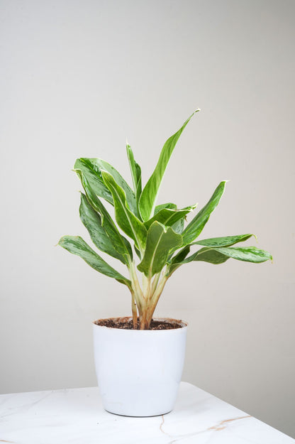 Aglomea Silver Queen  - Chinnese Silver Queen