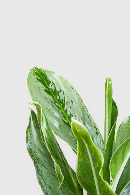 Aglomea Silver Queen  - Chinnese Silver Queen