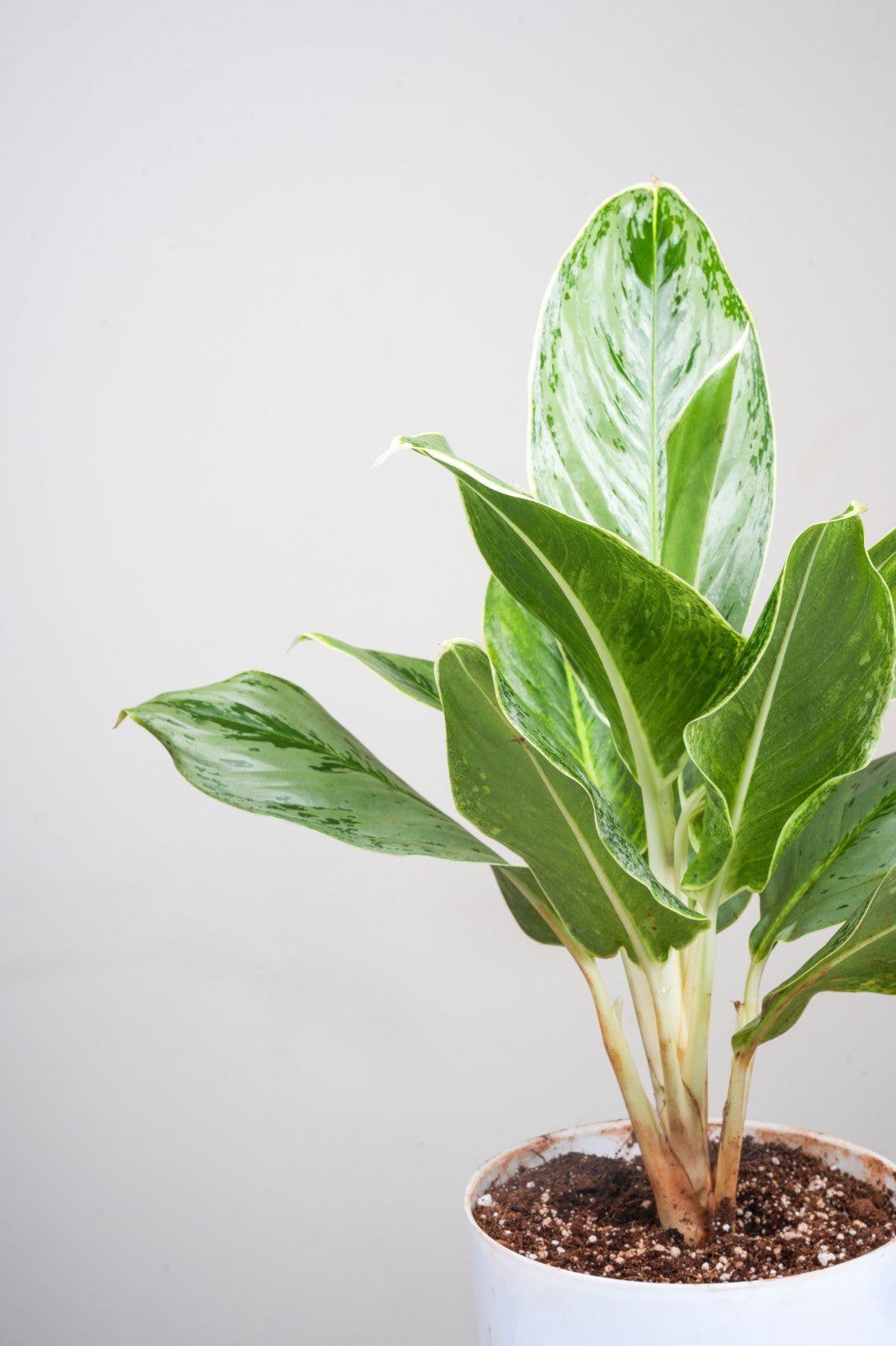 Diffenberchia - Dumb Cane