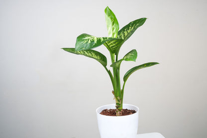 Diffenberchia - Dumb Cane