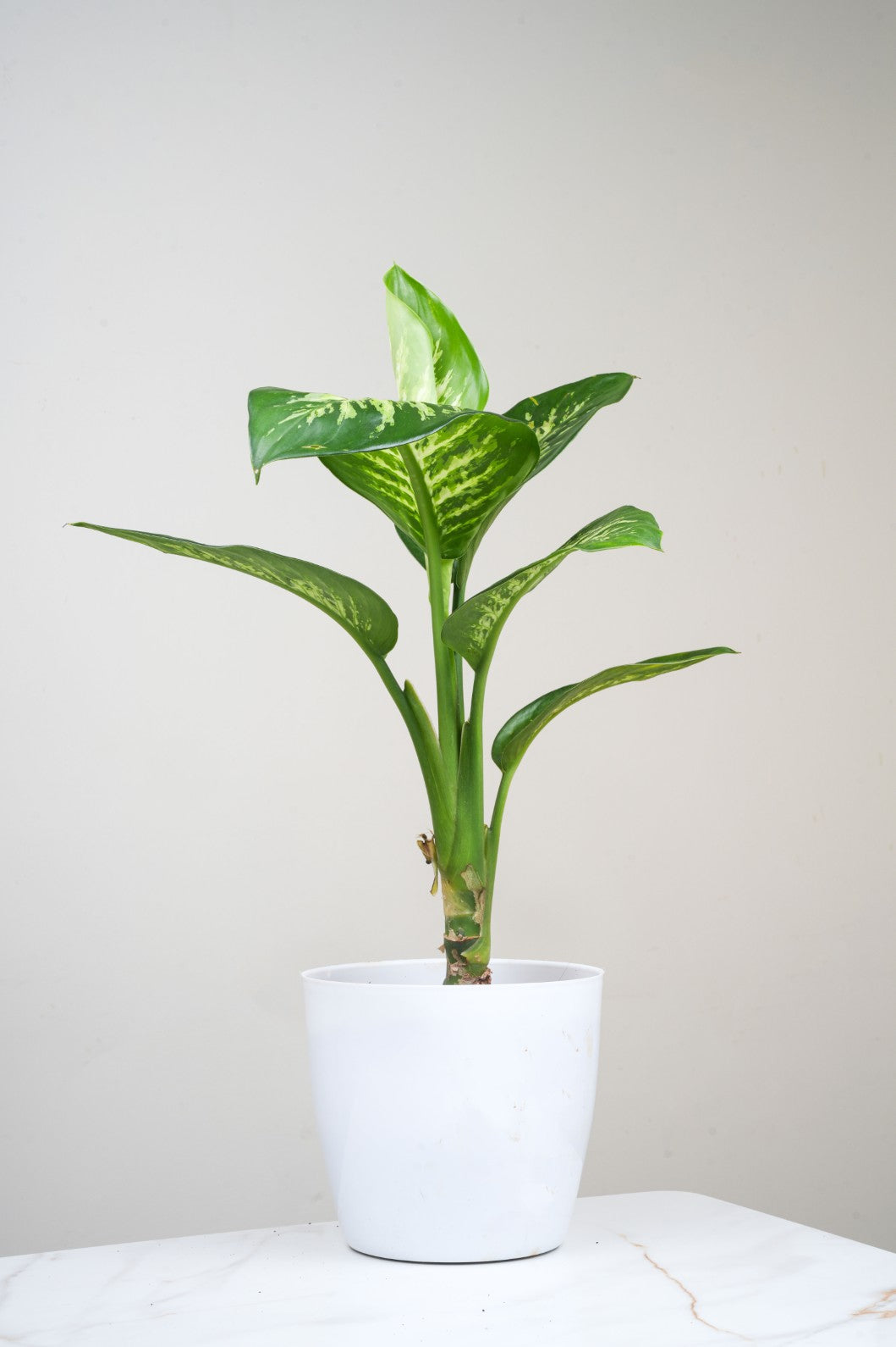 Diffenberchia - Dumb Cane