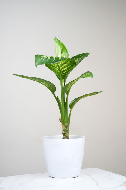 Diffenberchia - Dumb Cane