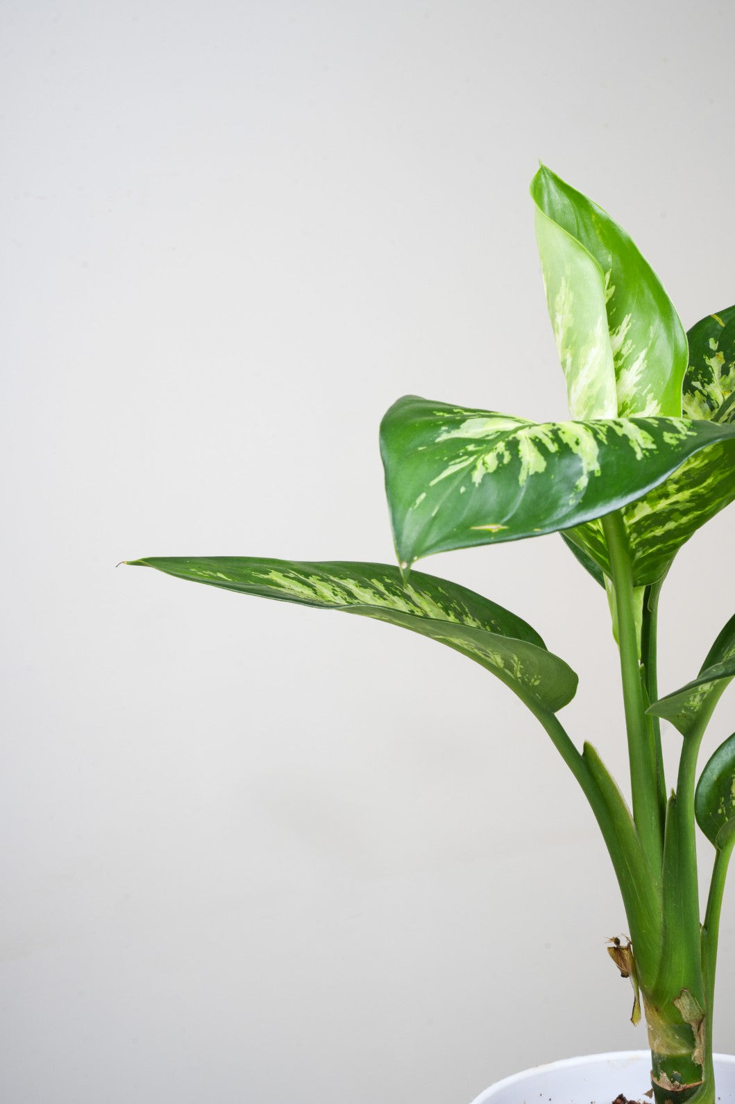 Diffenberchia - Dumb Cane