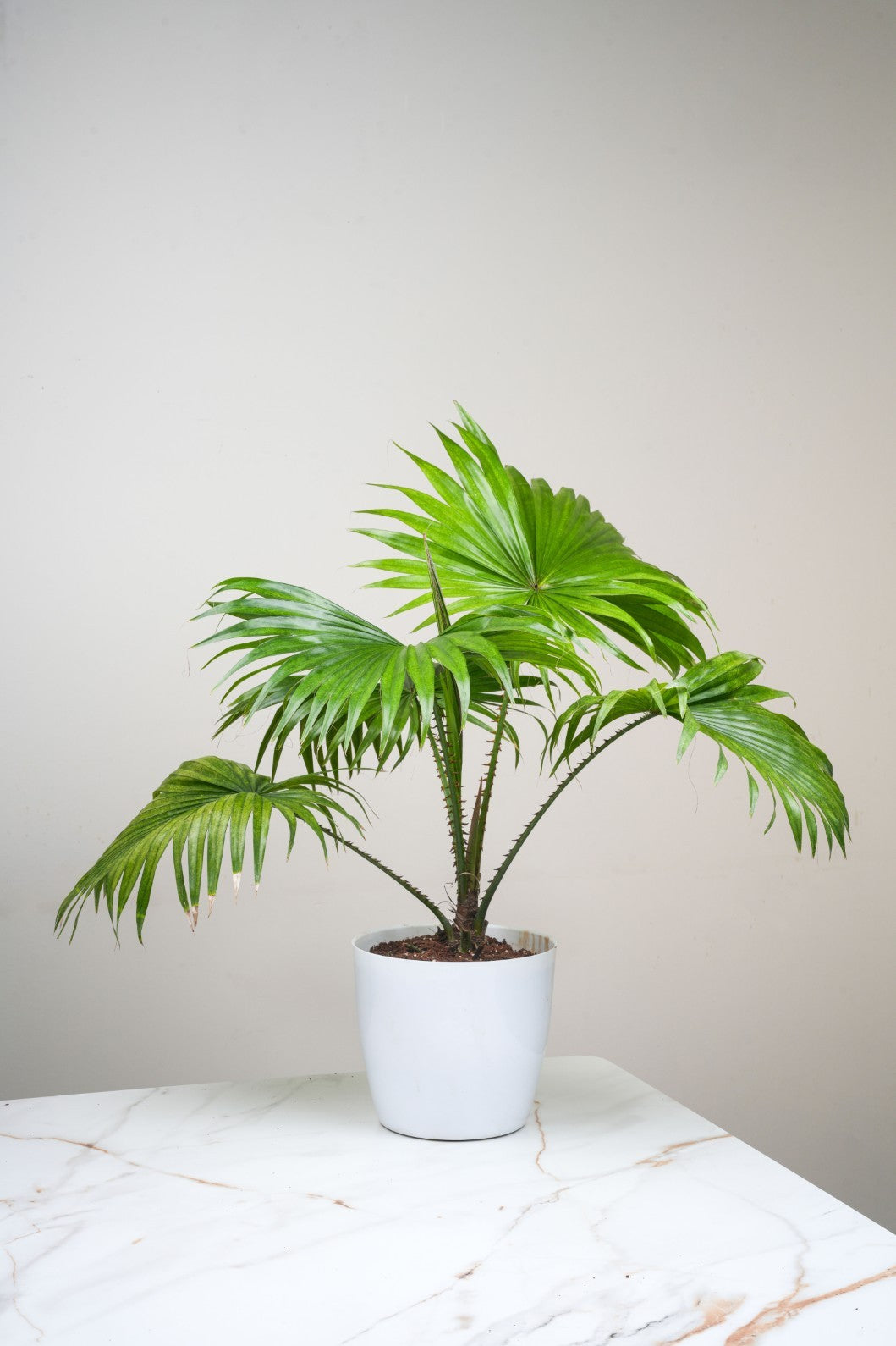 Chinese Fan Palm -Livistona chinensis