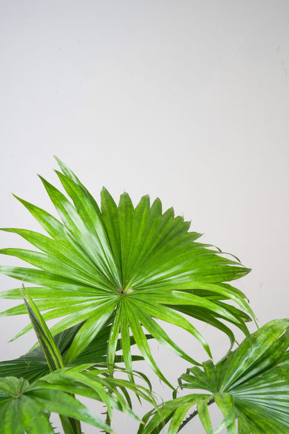 Chinese Fan Palm -Livistona chinensis