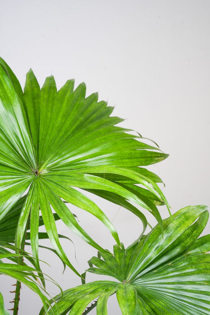 Chinese Fan Palm -Livistona chinensis