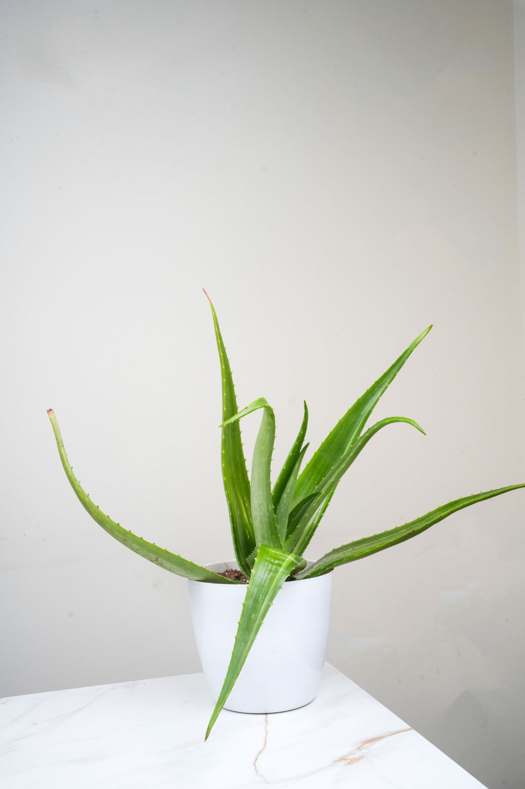 Aloe Vera - Aloe Barbadensis 'Miller'