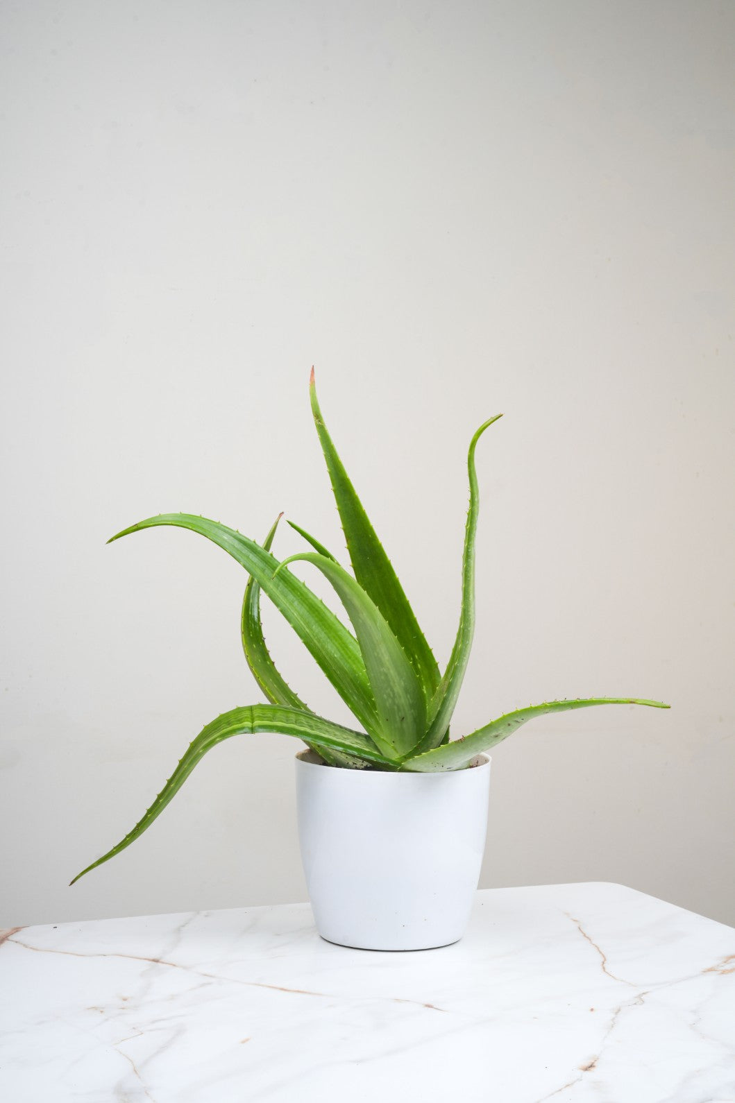 Aloe Vera - Aloe Barbadensis 'Miller'