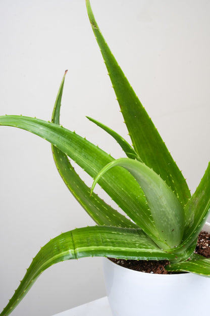 Aloe Vera - Aloe Barbadensis 'Miller'
