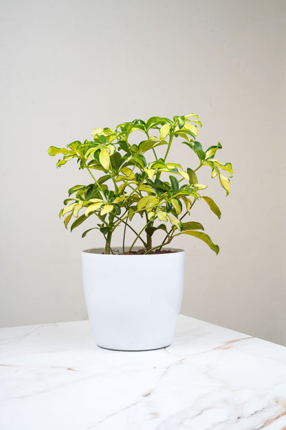 Scheffrela - dwarf umbrella ... Heptapleurum arboricola