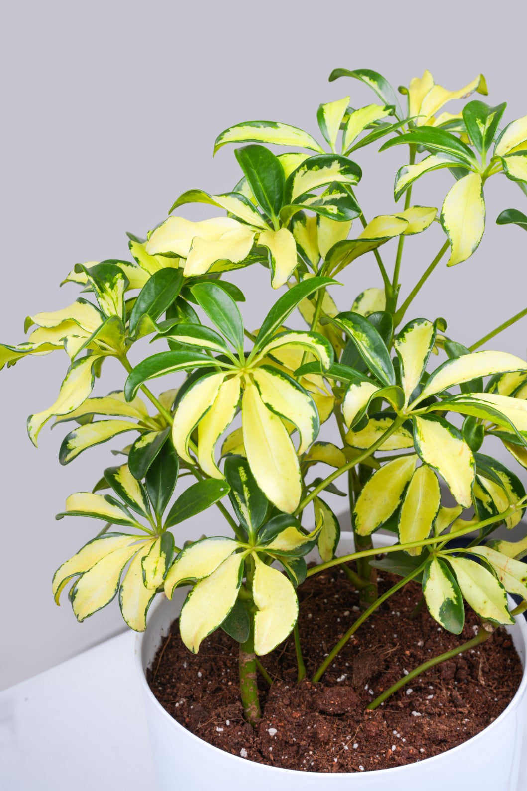 Scheffrela - dwarf umbrella ... Heptapleurum arboricola