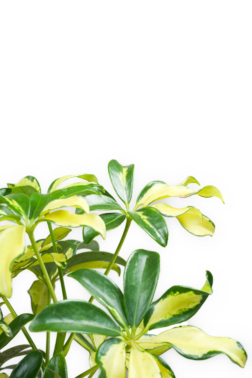 Scheffrela - dwarf umbrella ... Heptapleurum arboricola