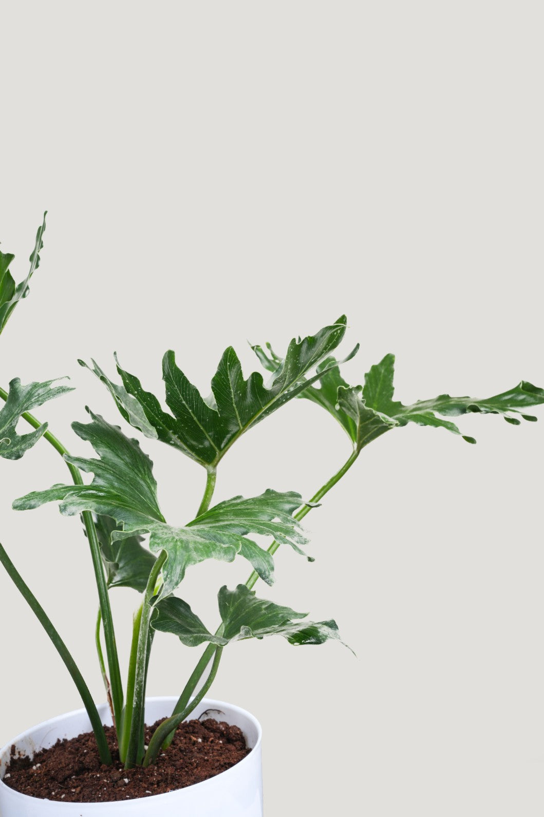 Philodendron Selloum - Philodendron Bipinnatifidum.
