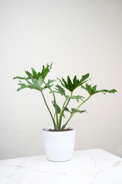 Philodendron Selloum - Philodendron Bipinnatifidum.