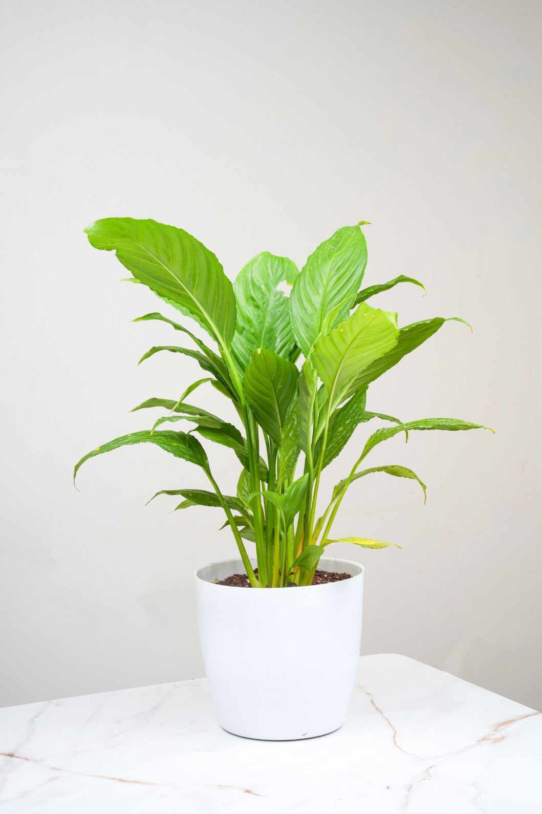 Peace Lily - Spathiphyllum.