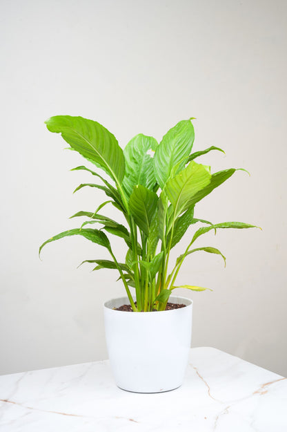 Peace Lily - Spathiphyllum.