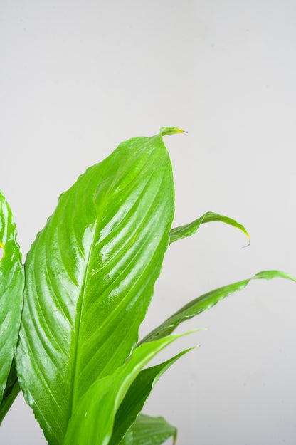Peace Lily - Spathiphyllum.