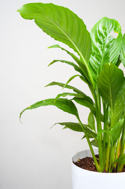 Peace Lily - Spathiphyllum.