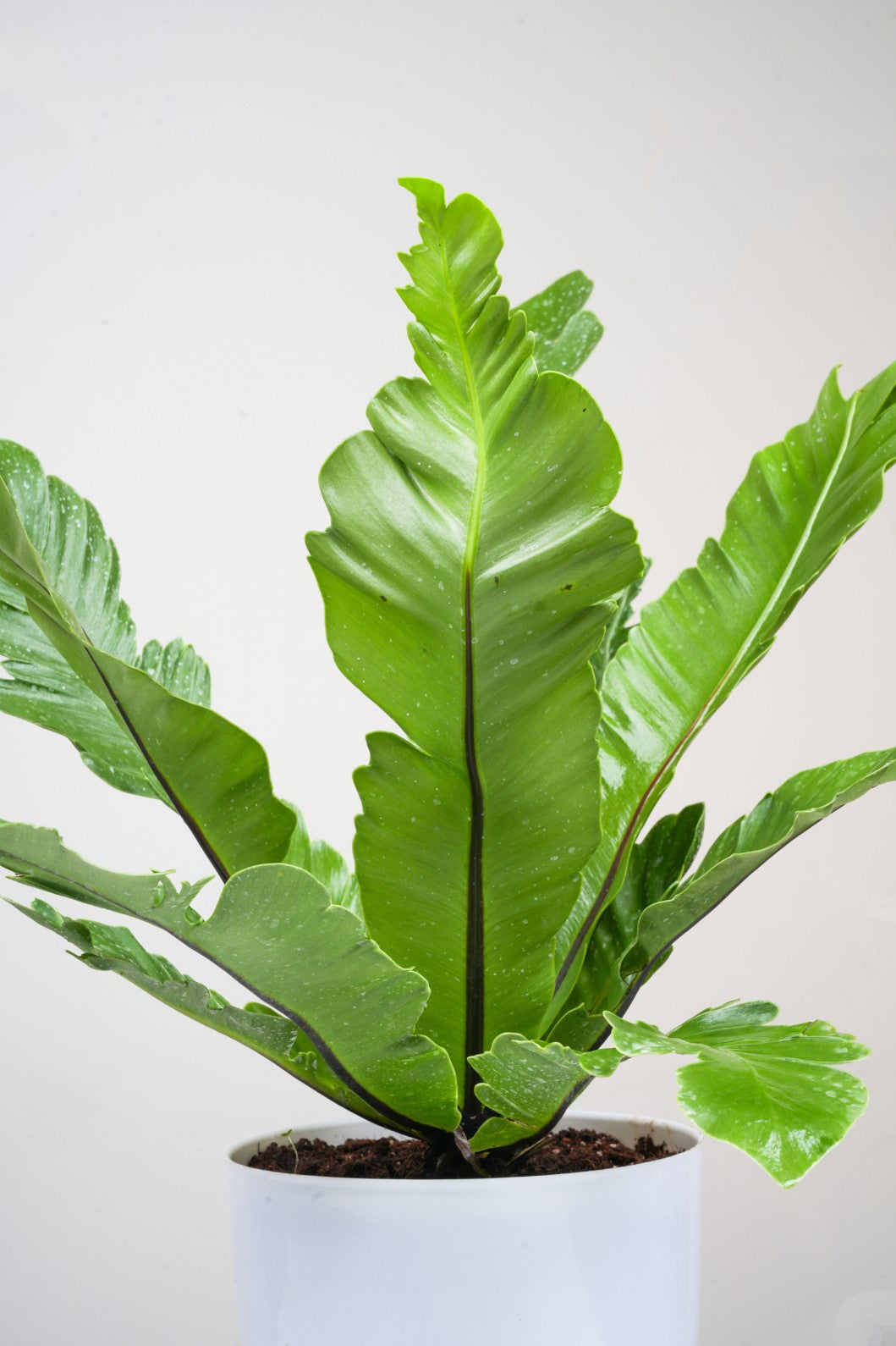 Bird Nest Fern - Asplenium Nidus