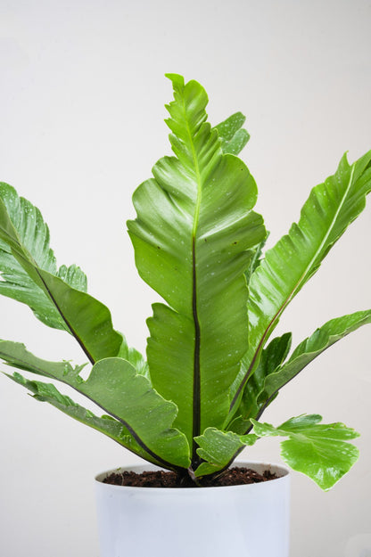 Bird Nest Fern - Asplenium Nidus
